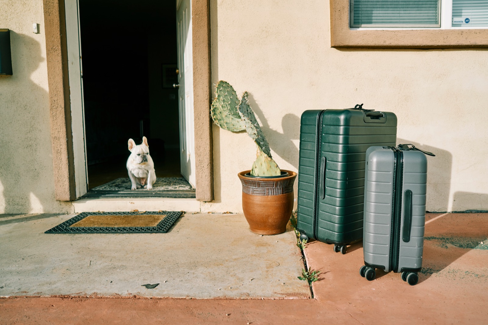 A dog waiting at the open door beside packed suitcases — she’s coming too